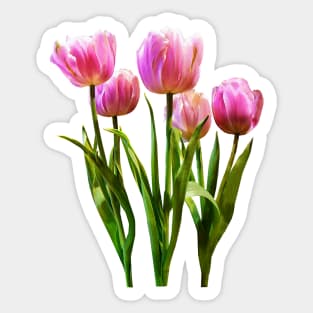 Pink Pastel Tulips Sticker